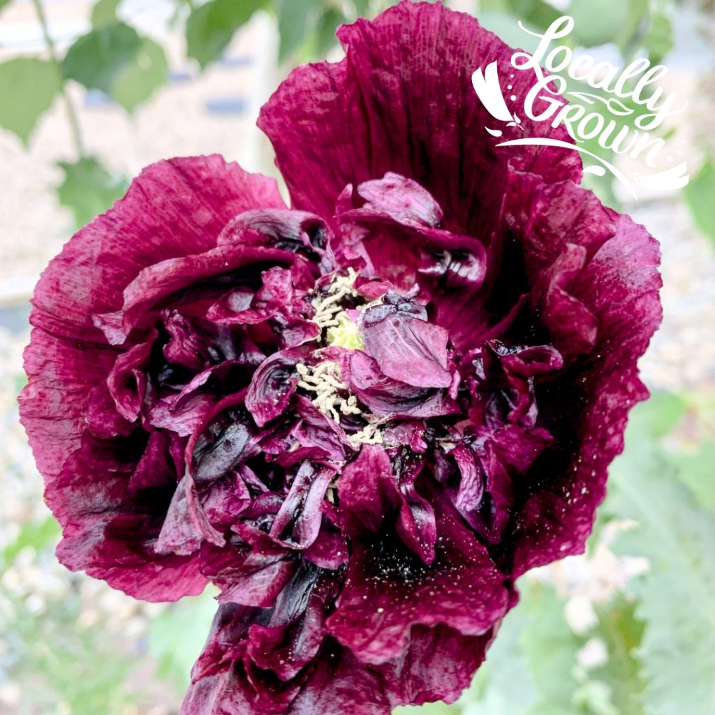 Poppy Seeds Sprouts and Blooms