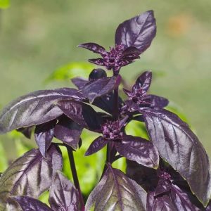 Seedling 3" Basil "Rosie"